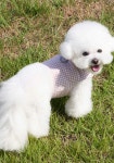 [크룩디치와와]Hound Pattern Harness - CREAM PINK [W CONCEPT]