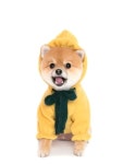 MY LOVING PET | W컨셉(W CONCEPT)