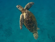 Maui time (Pictures) - 3 | Candle Power Flashlight Forum Maui time (Pictures) - 3