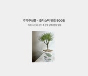 식물 > 포카폴리아 한그루 나무같은 이국적인 다육이 - 핸드메이드 그린퍼플 마블토분 L | 오늘의집 쇼핑 포카폴리아 한그루 나무같은 이국적인... 
