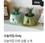 데코·식물 | 오늘의집 쇼핑