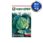 다농 YR갤럭시양배추씨앗 2000립 - 에누리 가격비교