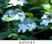 六甲高山植物園 シーボルトが紹介した幻のアジサイ シチダンカ見頃＆アジサイ園期間限定公開中！ - 産経ニュース 六甲高山植物園... 