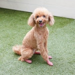 愛犬にあった靴が見つかる！犬の靴専門店ペットアドバンス「犬の靴試着会」開催 - 産経ニュース 愛犬にあった靴が見つかる！... 