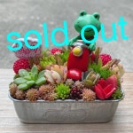 正規品 ★★モリモリ❤️可愛い★カエルちゃん★寄せ植え★このまま飾れます★多肉植物の通販 まゆみ♡s shop｜ラクマ by 最安値通販
