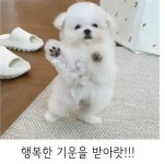 춤추는 댕댕이 > 유머방 | 뀨잉넷 - 온세상 모든 웹코믹이 모이는 곳 춤추는-댕댕이