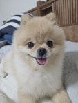 솔직히 우리 집 강쥐 외모 어디서 안꿀림 > 유머방 | 뀨잉넷 - 온세상 모든 웹코믹이 모이는 곳 솔직히-우리-강쥐-외모-어디서-안꿀림