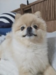 솔직히 우리 집 강쥐 외모 어디서 안꿀림 > 유머방 | 뀨잉넷 - 온세상 모든 웹코믹이 모이는 곳 솔직히-우리-강쥐-외모-어디서-안꿀림
