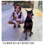 같은 개 다른 느낌.jpg > 유머방 | 뀨잉넷 - 온세상 모든 웹코믹이 모이는 곳 같은-개-다른-느낌jpg