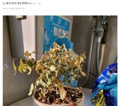 진짜로 엄마손이 약손인 경우.jpg > 유머방 | 뀨잉넷 - 온세상 모든 웹코믹이 모이는 곳 진짜로-엄마손이-약손인-경우jpg