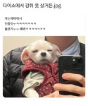 다이소에서 강쥐 옷 샀거든.jpg > 유머방 | 뀨잉넷 - 온세상 모든 웹코믹이 모이는 곳 다이소에서-강쥐-옷-샀거든jpg