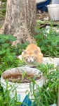 시골 동네 고양이 > 유머방 | 뀨잉넷 - 온세상 모든 웹코믹이 모이는 곳 시골-동네-고양이