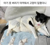 작은 집사 옷 물려 받은 냥냥이 > 유머방 | 뀨잉넷 - 온세상 모든 웹코믹이 모이는 곳 작은-집사-물려-받은-냥냥이