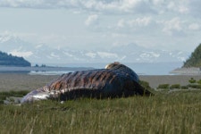 SCP-682의 공식 사진 특징 > 만화방 | 뀨잉넷 - 온세상 모든 웹코믹이 모이는 곳 scp-682의-공식-사진-특징