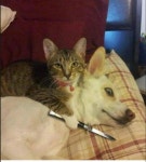개, 고양이 앙숙은 만화적 허구, 포용력 넓은 고양이 때문에 사이 좋음 > 베스트 | 뀨잉넷 - 온세상 모든 웹코믹이 모이는 곳 개-고양이-앙숙은... 