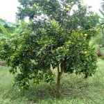 Farm Stay B Farm, Tanga, Tanzania - Booking.com B Farm, Tanga, Tanzania