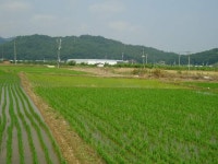 경매마당 공매정보 2022-05233-001의 시세, 권리분석, 상세정보