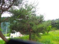 경매마당 경매정보 2022타경1295의 시세, 권리분석, 상세정보
