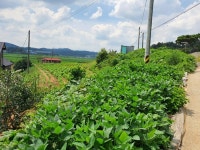 경매마당 경매정보 2022타경54991의 시세, 권리분석, 상세정보
