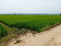 경매마당 경매정보 2021타경33153의 시세, 권리분석, 상세정보