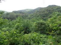 경매마당 경매정보 2022타경195의 시세, 권리분석, 상세정보