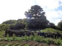 경매마당 경매정보 2021타경7391의 시세, 권리분석, 상세정보