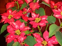 썬스팀카펫크리닝 ( 청소와 관련된 모든일을 깔끔하게, 러그픽업& 딜리버리 써비스 ) - 라디오코리아