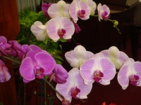 썬스팀카펫크리닝 ( 청소전문업체 ), 카펫크리닝트럭마운트전문,청소와 관련된 모든일을 깔끔하 - 라디오코리아