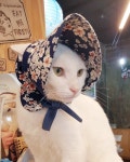 함께, 오래, 건강하게 .. 반려동물 무병장수 시대 - 라디오코리아