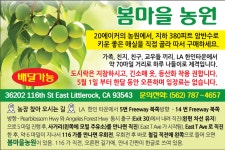 매실농원 나들이 오세요 - 라디오코리아