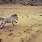 달려라 왕바우.gif - DogDrip.Net 개드립