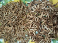 다이어트에 좋은 우엉차 만들기