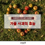 사과의 이야기를 들어보실래요? 가을 사과의 효능!