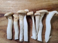 쫄깃쫄깃~간단하고 맛있는 머쉬마루버섯 구이