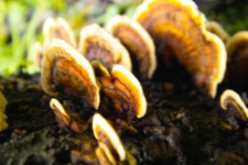 [김형선 약사님의 약스토리] 상황버섯 vs 영지버섯