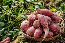 [제철레시피] 제철이 시작된 고구마