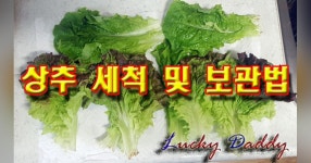 상추세척 법 및 오래보관하는 방법