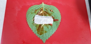 광어 들기름 깻잎조림 광어 들기름 깻잎조림 