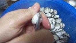 꼬막양념무침 (꼬막 씻는법, 삶는법, 껍질까는법까지)