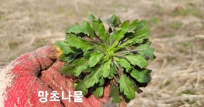 봄나물 망초나물 레시피 묵나물 만드는 방법