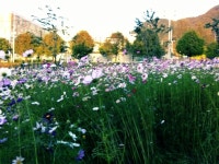 코스모스동산 갔다왔어욤^^ 넘이뻐요^^ 여기가 어딘지는 잘모르겠어^^` 어쨋든 놀러와보세요^^ 
