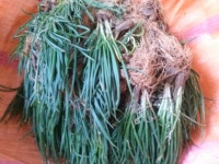 까도까도 끝이 없는쪽파 한5단은 돼는거 같네요2단정도 다듬다 누웠어요 ㅜ ㅜ 어제 식구들있을때 까라고 함 금방할텐데 꼭 심술맞게 다들 나가고... 