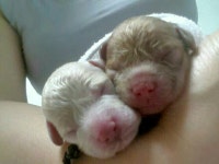 어제부터 정신 없이 바쁘네요~ 오늘은 홍콩사는 동생내외가 엄마... 넣은 동태찌개 주문했다지요ㅎㅎ찌개 준비해놓고 아삭이고추소박이 새콤달콤... 