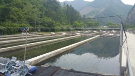 송어 잡는건 패슈하고 양식장에서 사가지고 왔네요 구이~ 회로 냠 냠~~ 해야것슴다 ㅋㅋ 