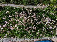 정원꾸미기 야생화 꽃피는 아름다운 