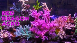 Flipboard내 #Aquariums 토픽