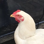 리틀 하노이 레스토랑