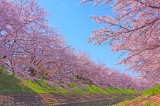 [Nara] Sakura season limited! Nara Park Uji Sakura day tour (from Osaka) and Kansai WIDE Area Excursion Pass Package - LIVE JAPAN