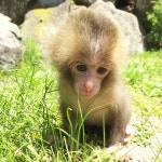 [가가와] Shodoshima Choshikei Nature Zoo Monkey Park Ticket in... (일본여행정보사이트) [가가와] Shodoshima Choshikei... 