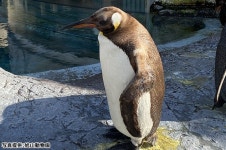 [Hokkaido] Hokkaido Asahiyama Zoo Bus Tour and JR Pass for Whole Japan (7, 14, 21 Days) Package - LIVE JAPAN